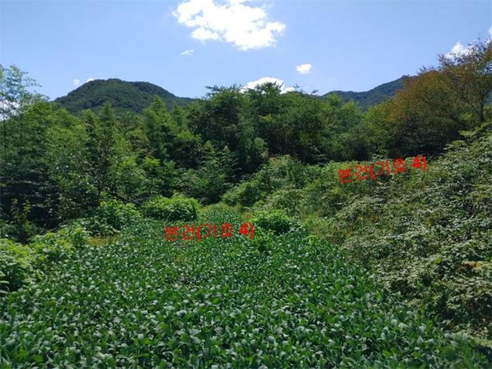 법원경매 2023타경11444 사진8 | 합천군 가회면 중촌리 277 토지 경매