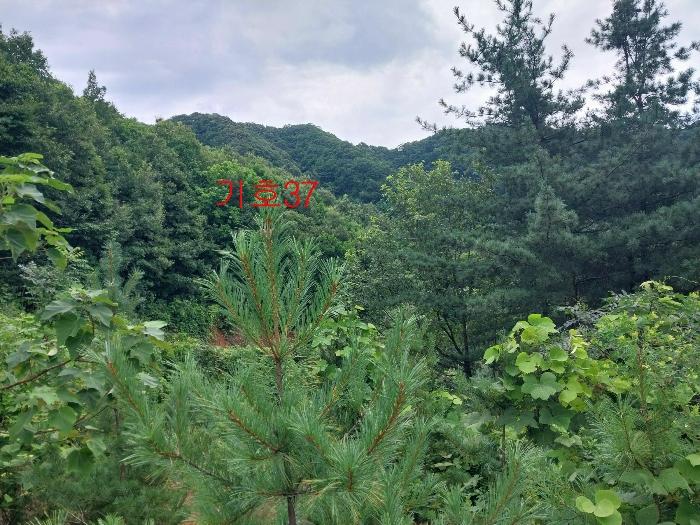 법원경매 2021타경5173 사진4 | 광주시 퇴촌면 관음리 82-20 토지 경매