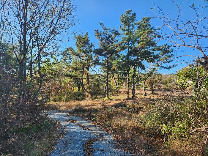 충남 논산시 상월면 상도리 산70 임야 경매 물건 사진