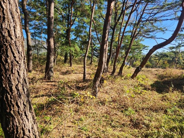 충남 논산시 상월면 상도리 산70 임야 사진 2