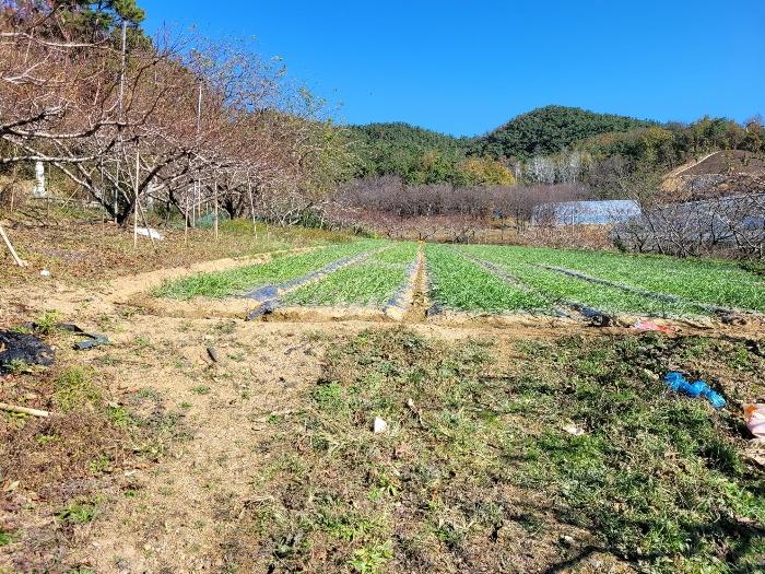 법원경매 2023타경2157 사진17 | 창녕군 대합면 대동리 291 토지 경매