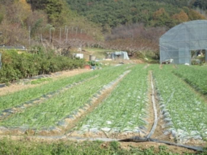 법원경매 2023타경2157 사진23 | 창녕군 대합면 대동리 291 토지 경매