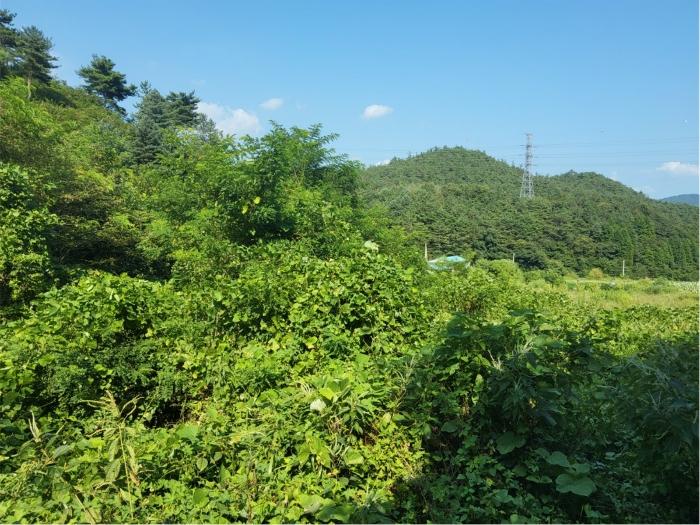 법원경매 2024타경1443 사진30 | 보성군 미력면 도개리 828-1 토지 경매