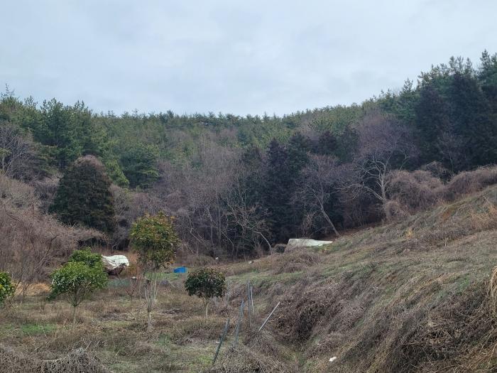 전라남도 여수시 돌산읍 우두리 산41-1 법원경매 물건 대표사진