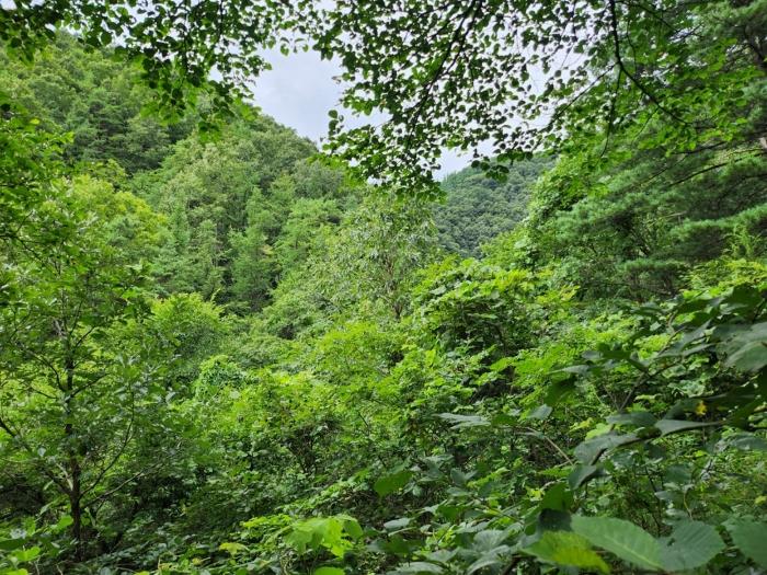 충북 단양군 어상천면 율곡리 107 전 사진 3