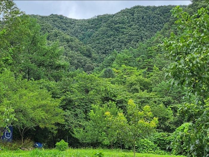 충북 단양군 어상천면 율곡리 107 전 사진 5