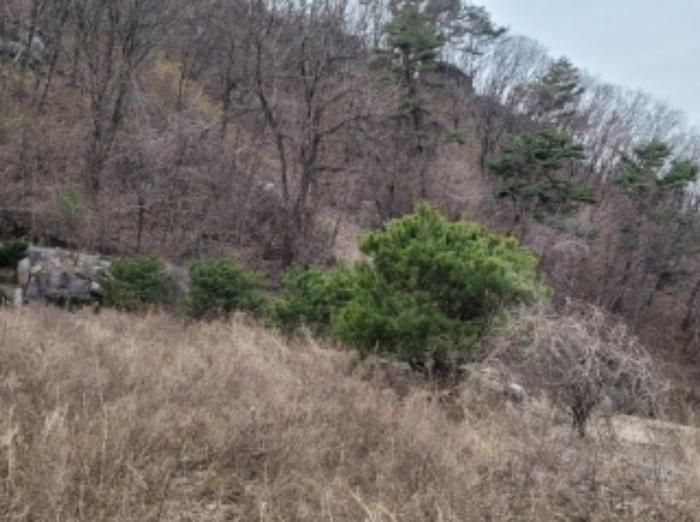 법원경매 2024타경491 사진32 | 영주시 봉현면 한천리 463-2 과수원 경매