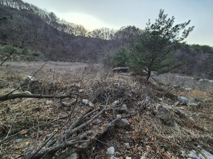 법원경매 2024타경491 사진7 | 영주시 봉현면 한천리 463-2 과수원 경매