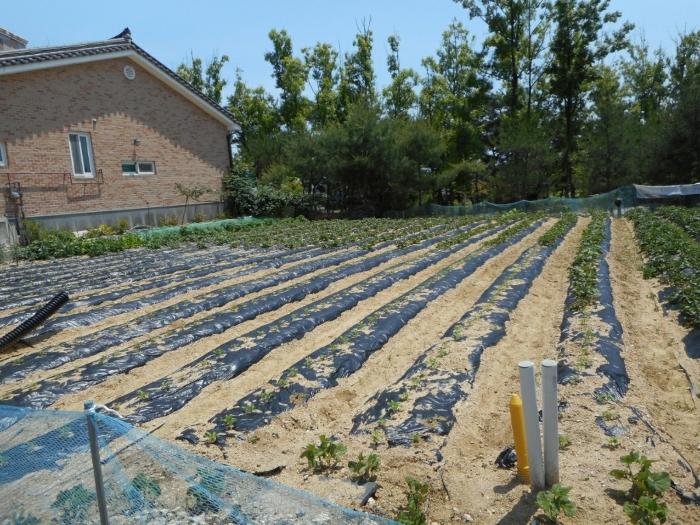 법원경매 2024타경101677 사진3 | 안동시 풍천면 도양리 768-2 답 경매