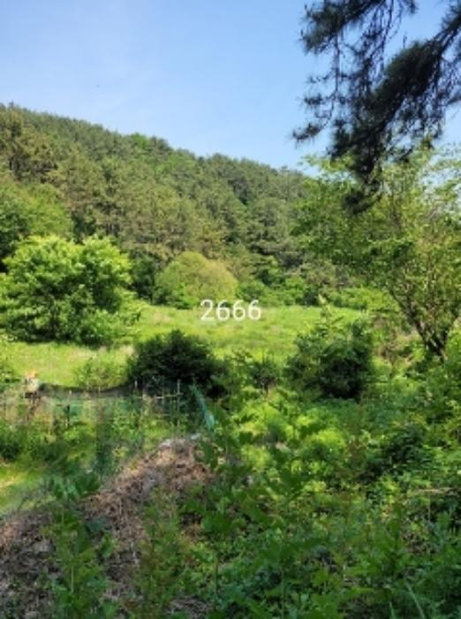 법원경매 2024타경2666 사진7 | 부산 기장군 기장읍 만화리 103 답 경매