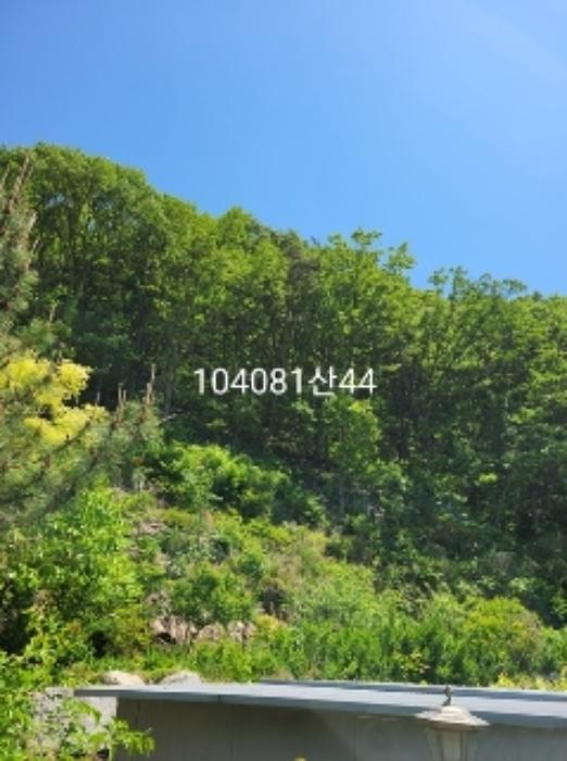 법원경매 2024타경104081 사진7 | 부산 기장군 장안읍 용소리 임야 경매