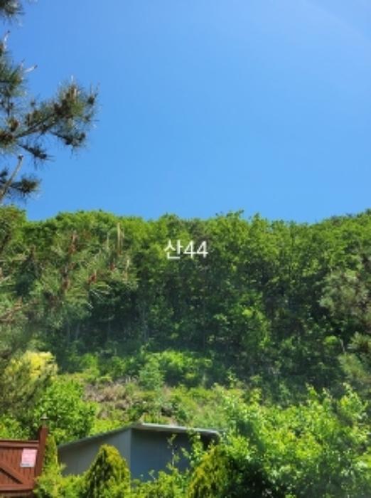 법원경매 2024타경104081 사진8 | 부산 기장군 장안읍 용소리 임야 경매