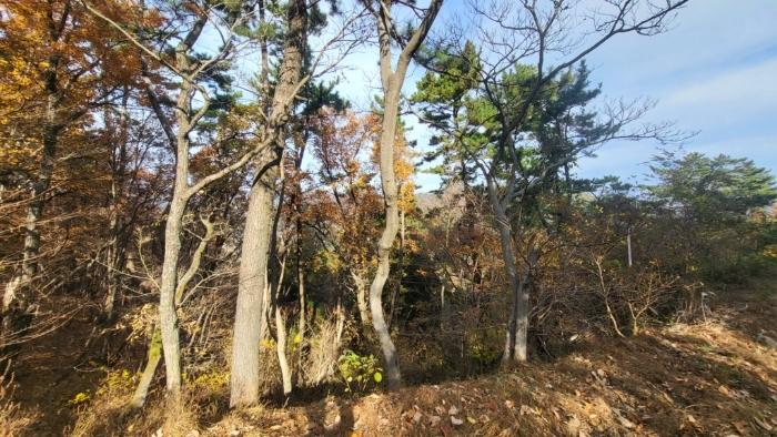 2024타경31722 법원경매 사진4 | 경남 거제시 임야 경매