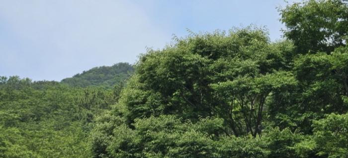 법원경매 2024타경105493 사진5 | 부산 사상구 학장동 임야 경매