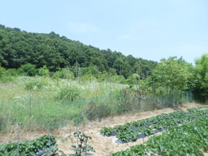 법원경매 2024타경402942 사진9 | 원주시 소초면 장양리 1295-18 전 경매