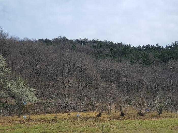 전남 영광군 홍농읍 성산리 72 답 사진 6