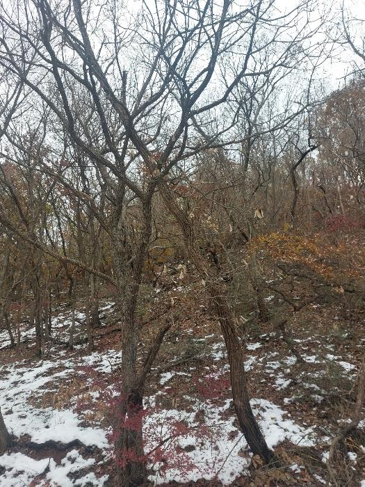법원경매 2024타경70537 사진2 | 시흥시 월곶동 임야 경매
