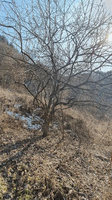 2025타경287 법원경매 사진12 | 전남 보성군 임야 경매