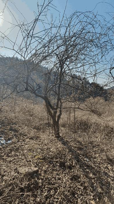 2025타경287 법원경매 사진35 | 전남 보성군 임야 경매