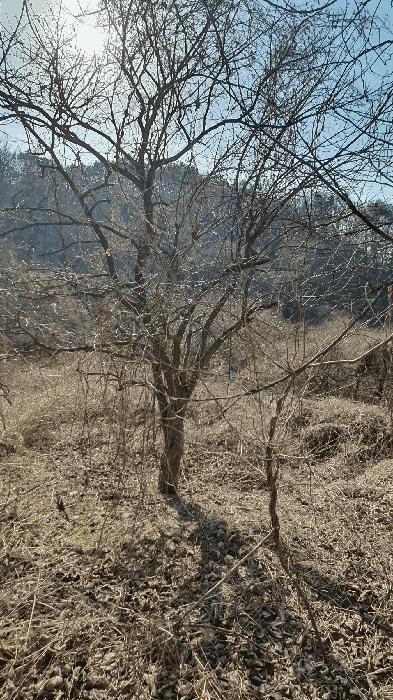 2025타경287 법원경매 사진5 | 전남 보성군 임야 경매