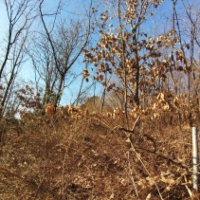 2024타경5476 법원경매 사진10 | 서울 영등포구 임야 경매