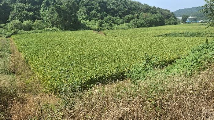 2024타경3683 법원경매 사진3 | 충남 당진시 답 경매
