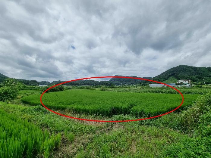 2024타경33661 법원경매 사진3 | 충북 음성군 답 경매