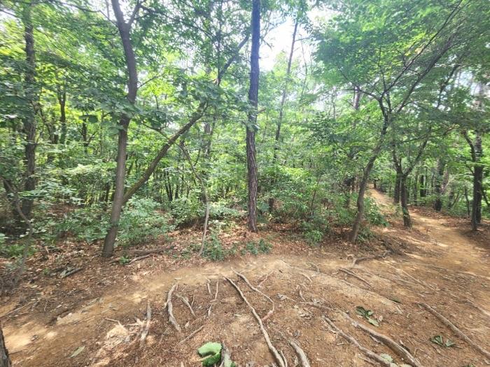 법원경매 2024타경79226 사진2 | 용인시 기흥구 하갈동 323-59 임야 경매