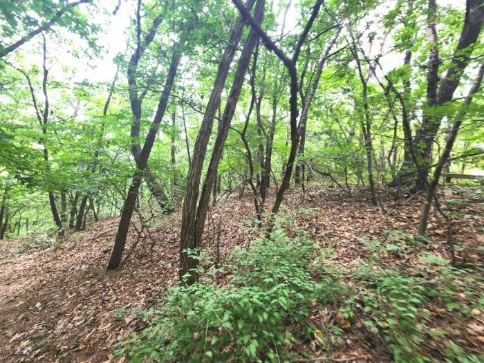 법원경매 2024타경79226 사진4 | 용인시 기흥구 하갈동 323-59 임야 경매
