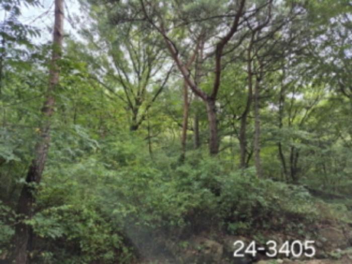 법원경매 2024타경3405 사진10 | 부산 사상구 학장동 임야 경매