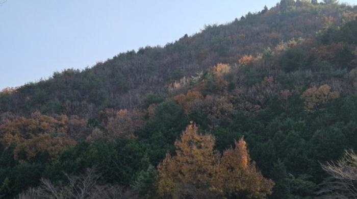 2024타경4992 법원경매 사진4 | 전남 광양시 임야 경매