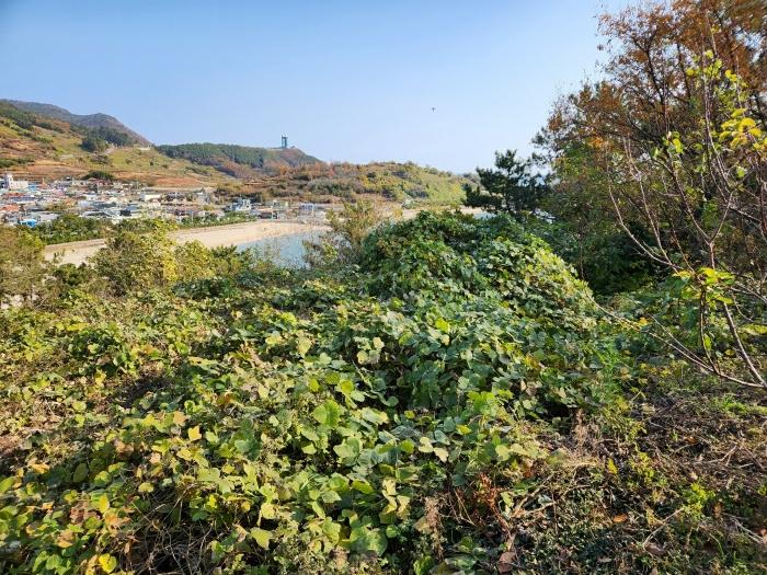 법원경매 2024타경62103 사진4 | 고흥군 영남면 남열리 1230 전 경매