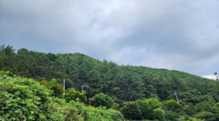 법원경매 2024타경6238 사진3 | 울산 울주군 두서면 인보리 임야 경매