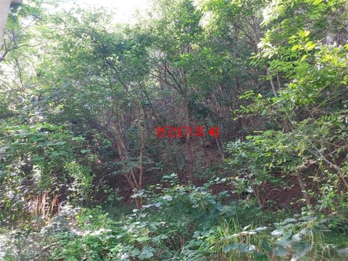 경남 함양군 지곡면 보산리 1145-5 과수원 사진 5