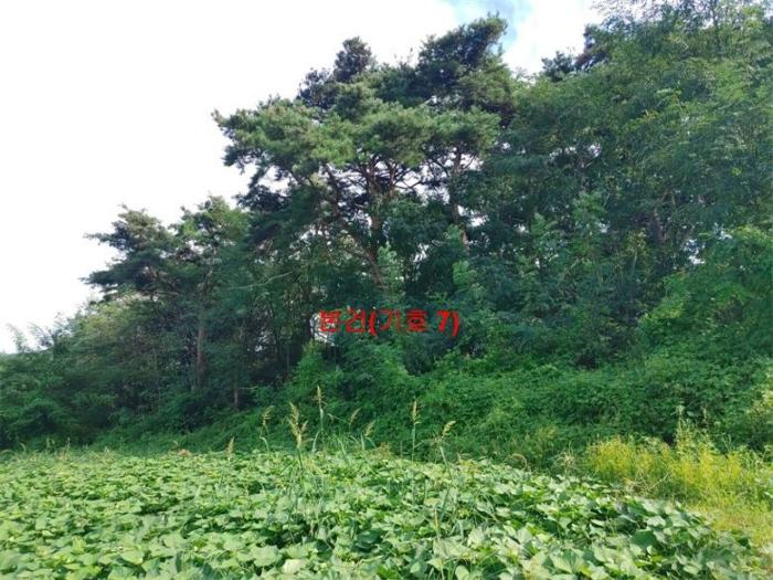 2023타경11581 법원경매 사진7 | 경남 함양군 과수원 경매