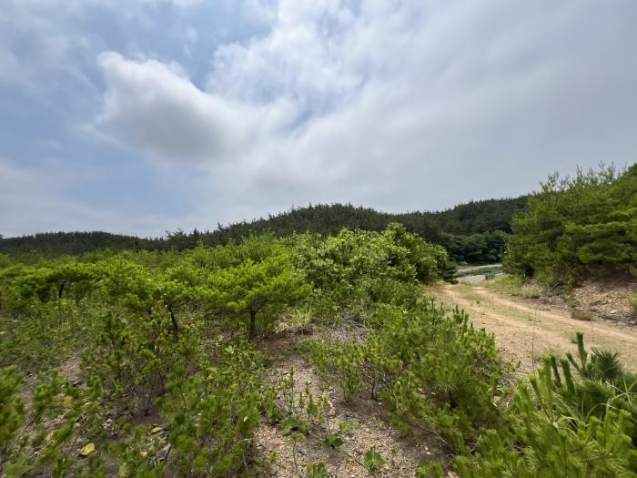 2024타경55868 법원경매 사진3 | 충남 태안군 임야 경매
