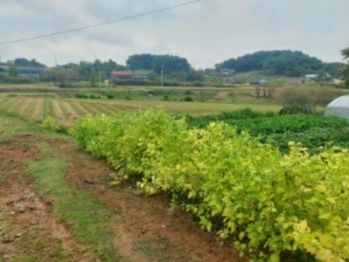 2024타경59259 법원경매 사진29 | 충남 당진시 답 경매