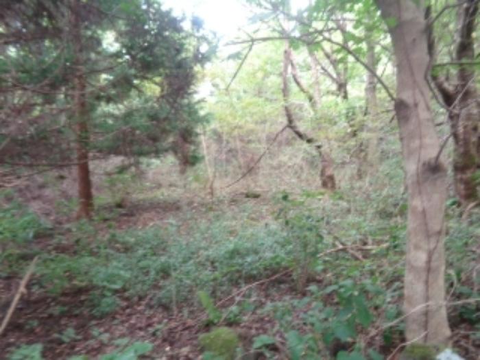 2024타경32329 법원경매 사진4 | 제주 제주시 임야 경매