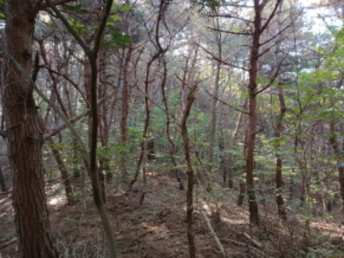 2024타경4341 법원경매 사진12 | 충남 당진시 임야 경매