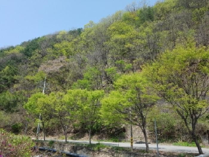 법원경매 2025타경330 사진17 | 춘천시 서면 서상리 임야 경매