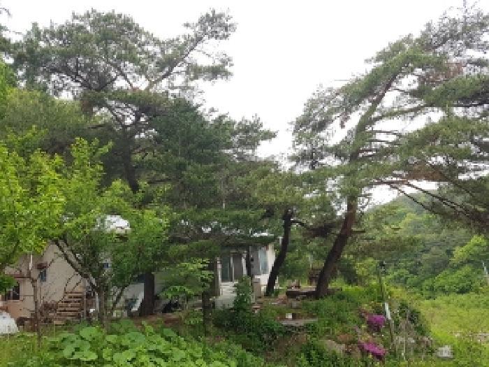법원경매 2025타경330 사진22 | 춘천시 서면 서상리 임야 경매