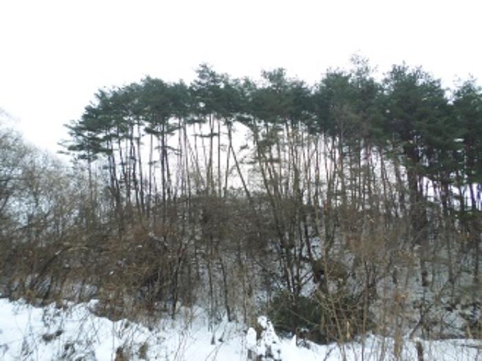 법원경매 2024타경3291 사진4 | 횡성군 둔내면 두원리 임야 경매