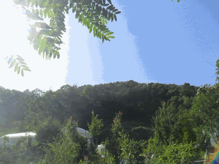 2024타경3287 법원경매 사진2 | 경남 밀양시 임야 경매