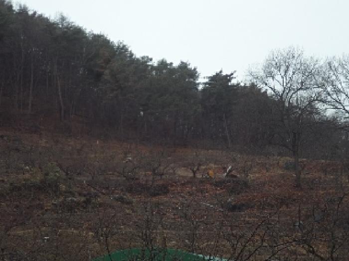 2025타경186 법원경매 사진6 | 경남 밀양시 과수원 경매
