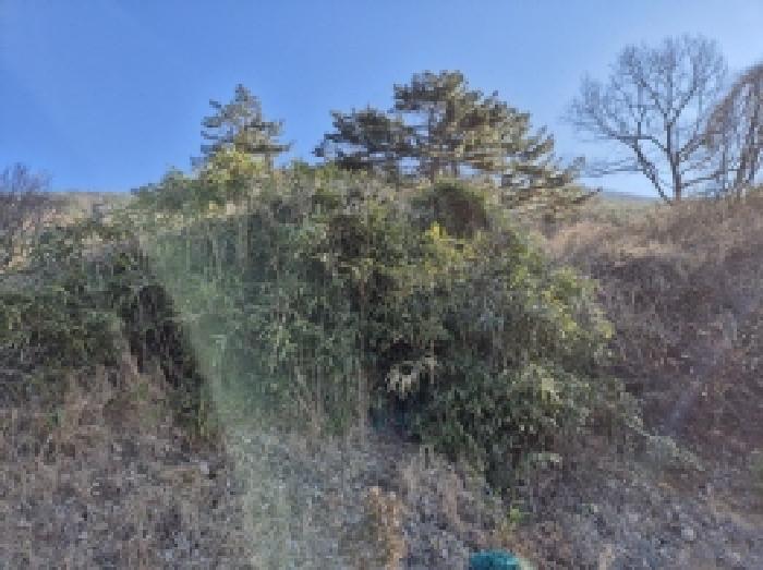 법원경매 2025타경20224 사진2 | 고성군 대가면 신전리 204 임야 경매