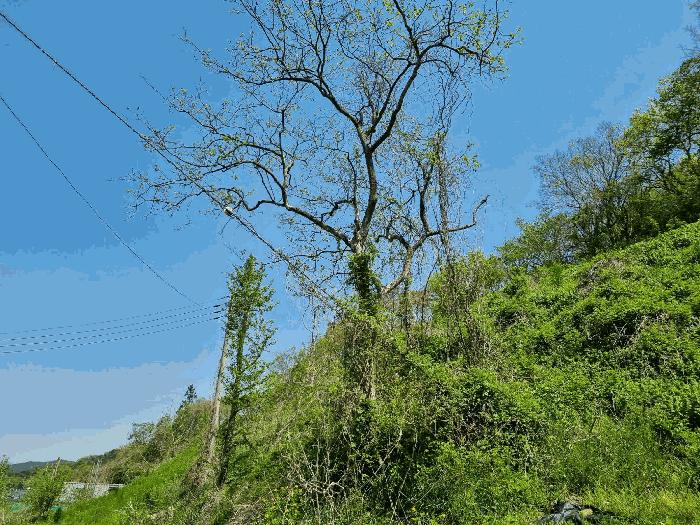 전라남도 함평군 나산면 수상리 산179 법원경매 물건 대표사진