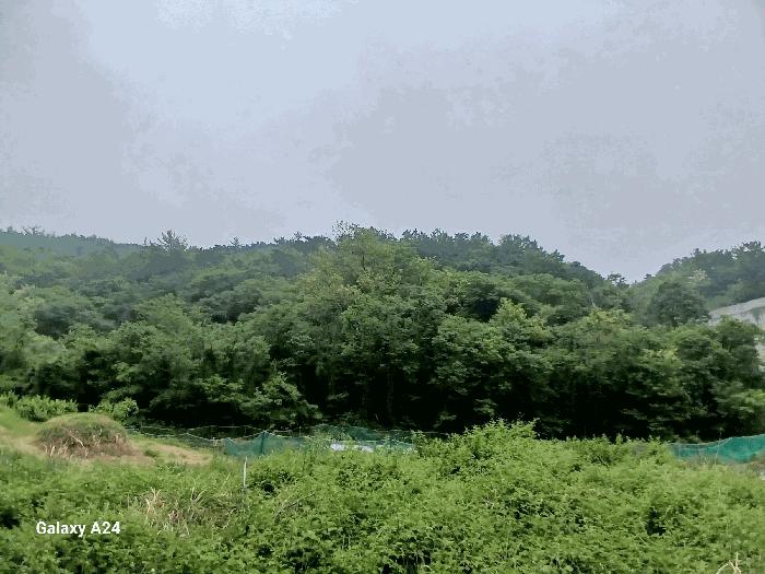 2025타경447 법원경매 사진5 | 전남 광양시 전 경매