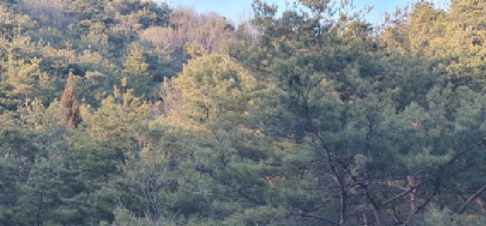 법원경매 2025타경6219 사진2 | 경산시 남천면 산전리 임야 경매