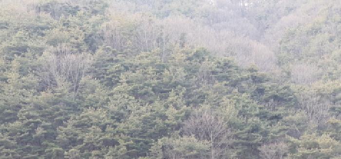 법원경매 2025타경6219 사진3 | 경산시 남천면 산전리 임야 경매