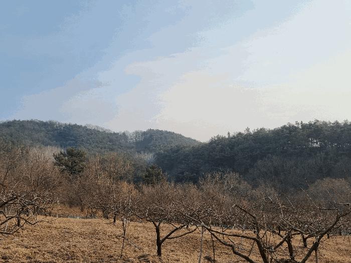 법원경매 2025타경6462 사진3 | 영천시 대창면 용전리 임야 경매